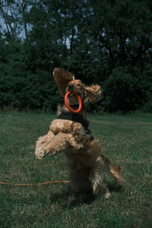 Spaniel w skoku z ringiem